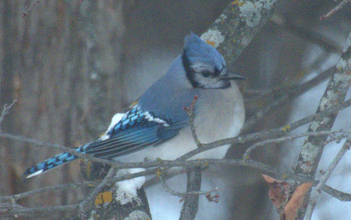 Blue Jay - ML646813558