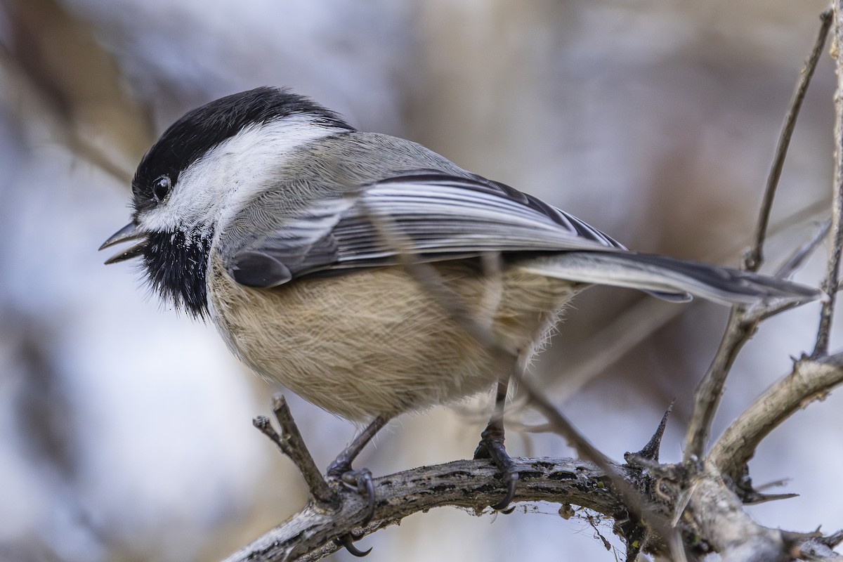 Black-capped Chickadee - ML646813559