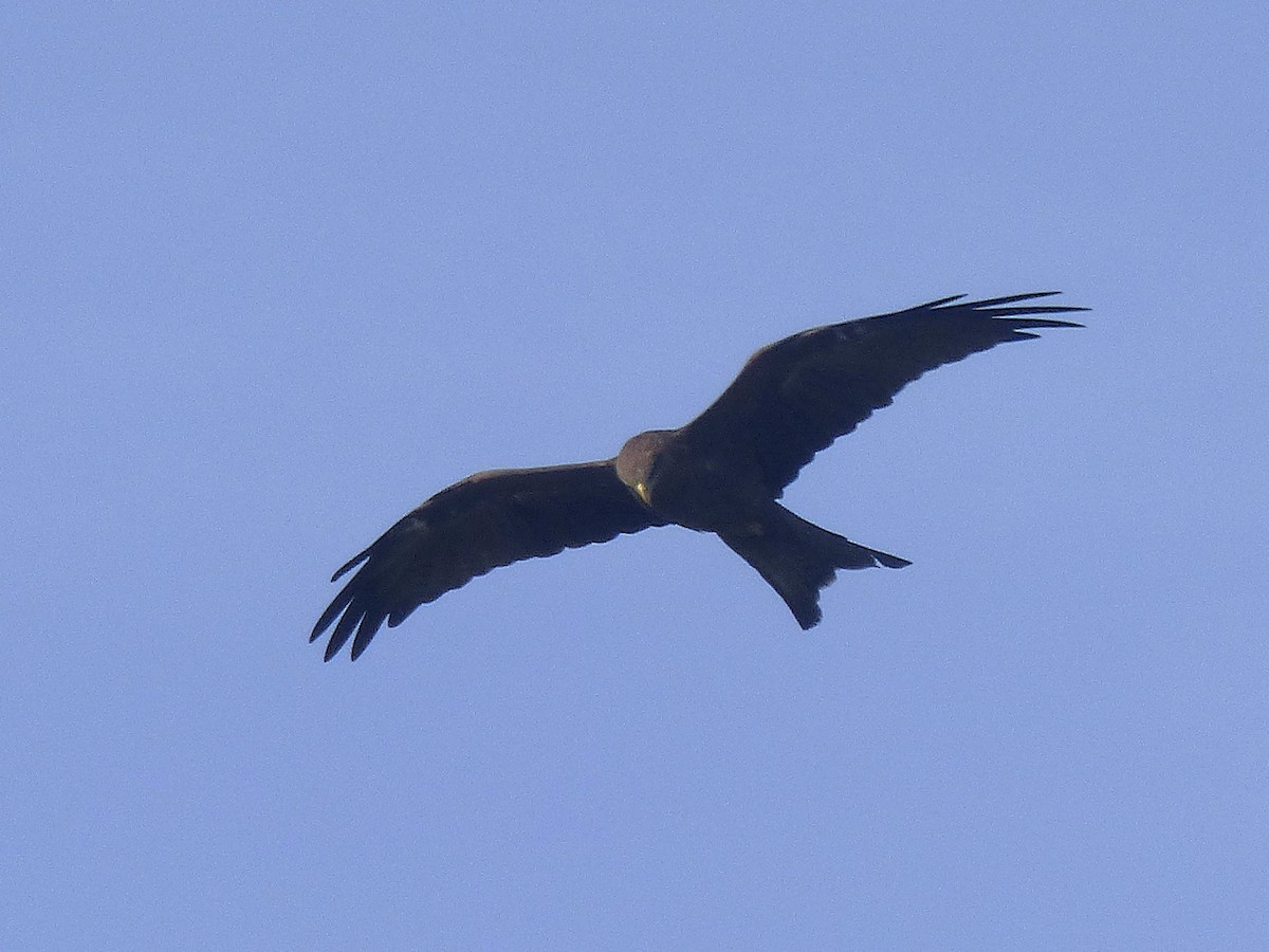 Black Kite - ML646813560