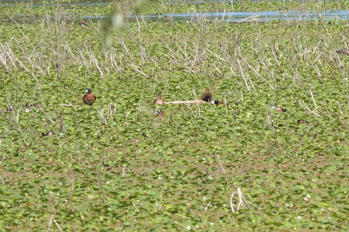 Савка маскова - ML646813561