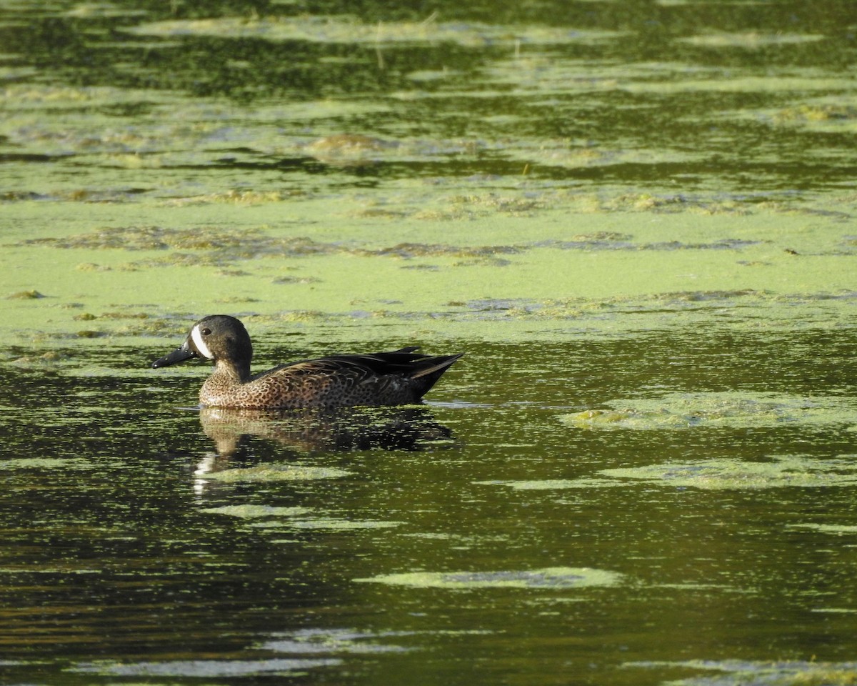 Blue-winged Teal - ML646813564