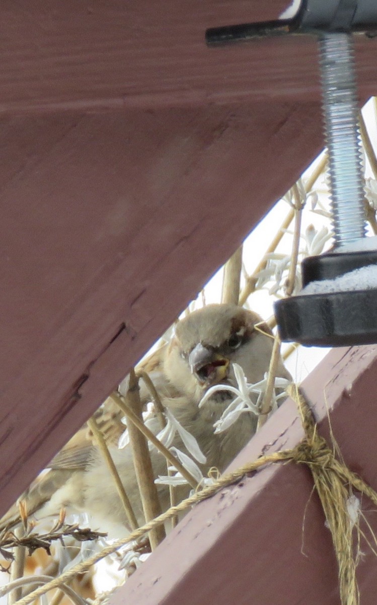 vrabec domácí - ML646813565