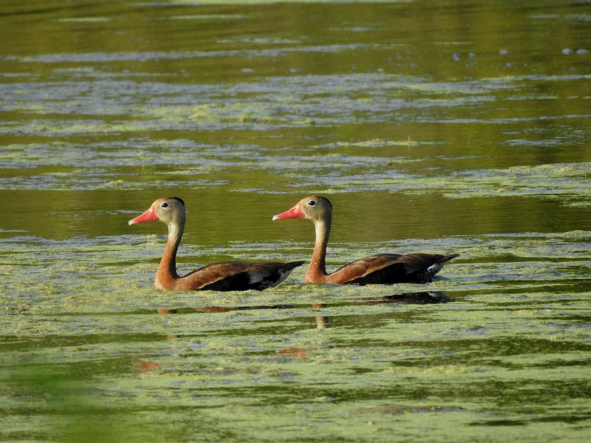 Black-bellied Whistling-Duck - ML646813566