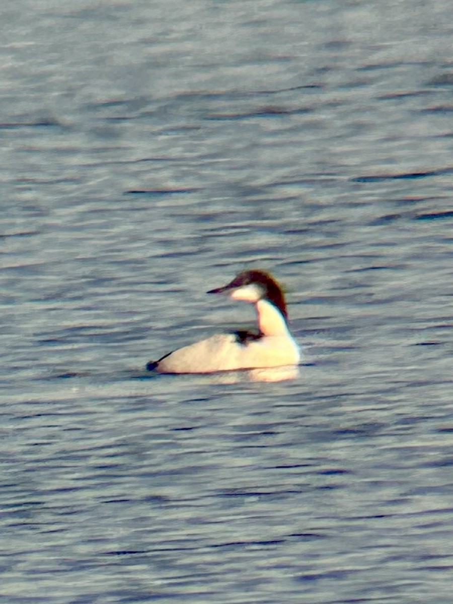 Plongeon du Pacifique - ML646813567