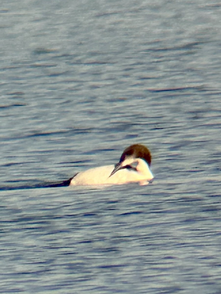 Plongeon du Pacifique - ML646813570