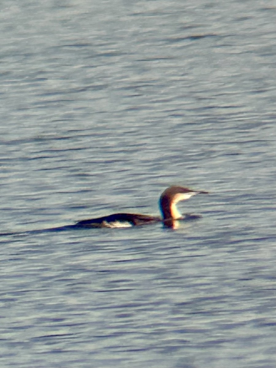 Plongeon du Pacifique - ML646813571