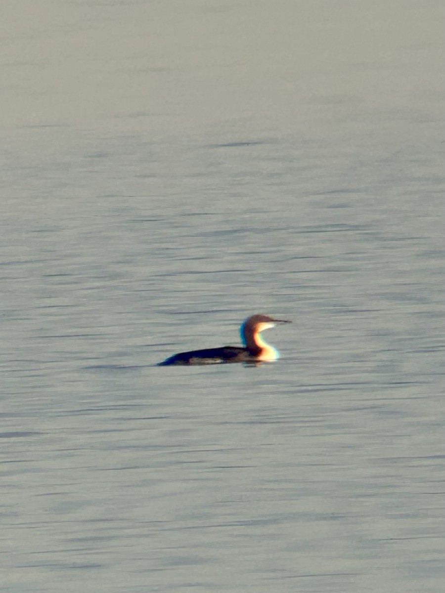 Plongeon du Pacifique - ML646813572