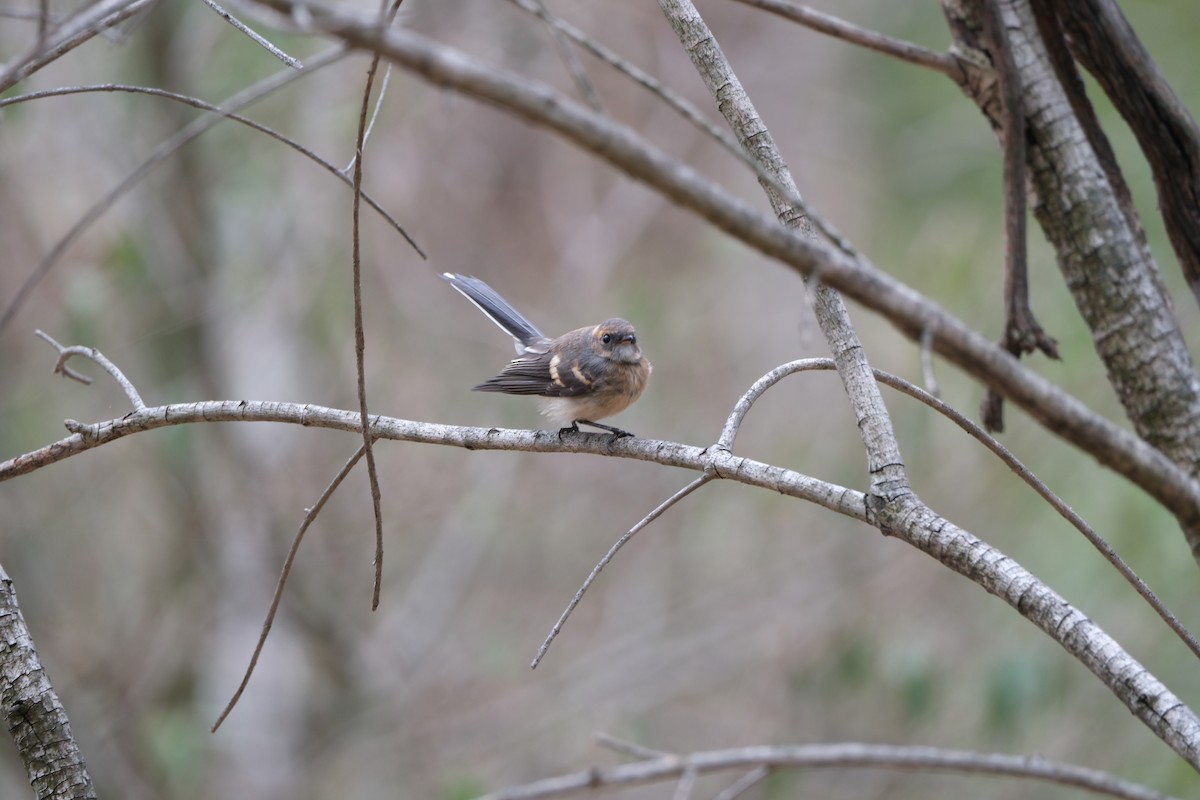 Gray Fantail - ML646813574