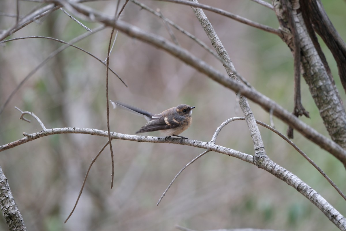 Gray Fantail - ML646813575