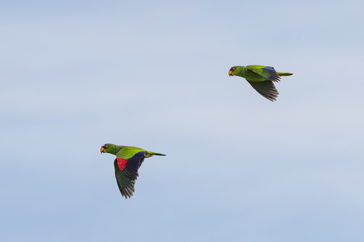 コボウシインコ - ML646813576