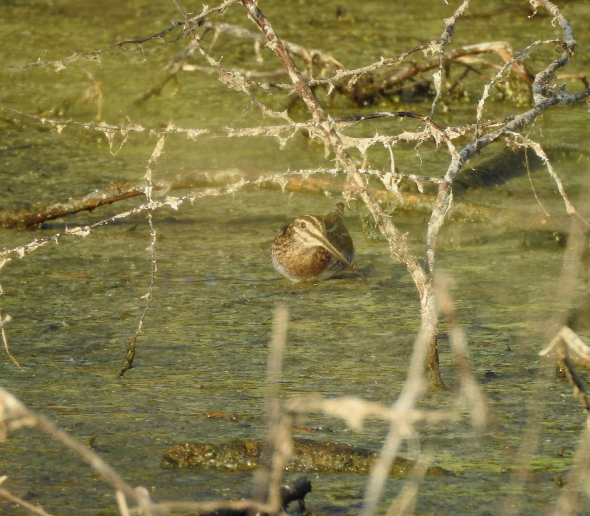 Wilson's Snipe - ML646813577