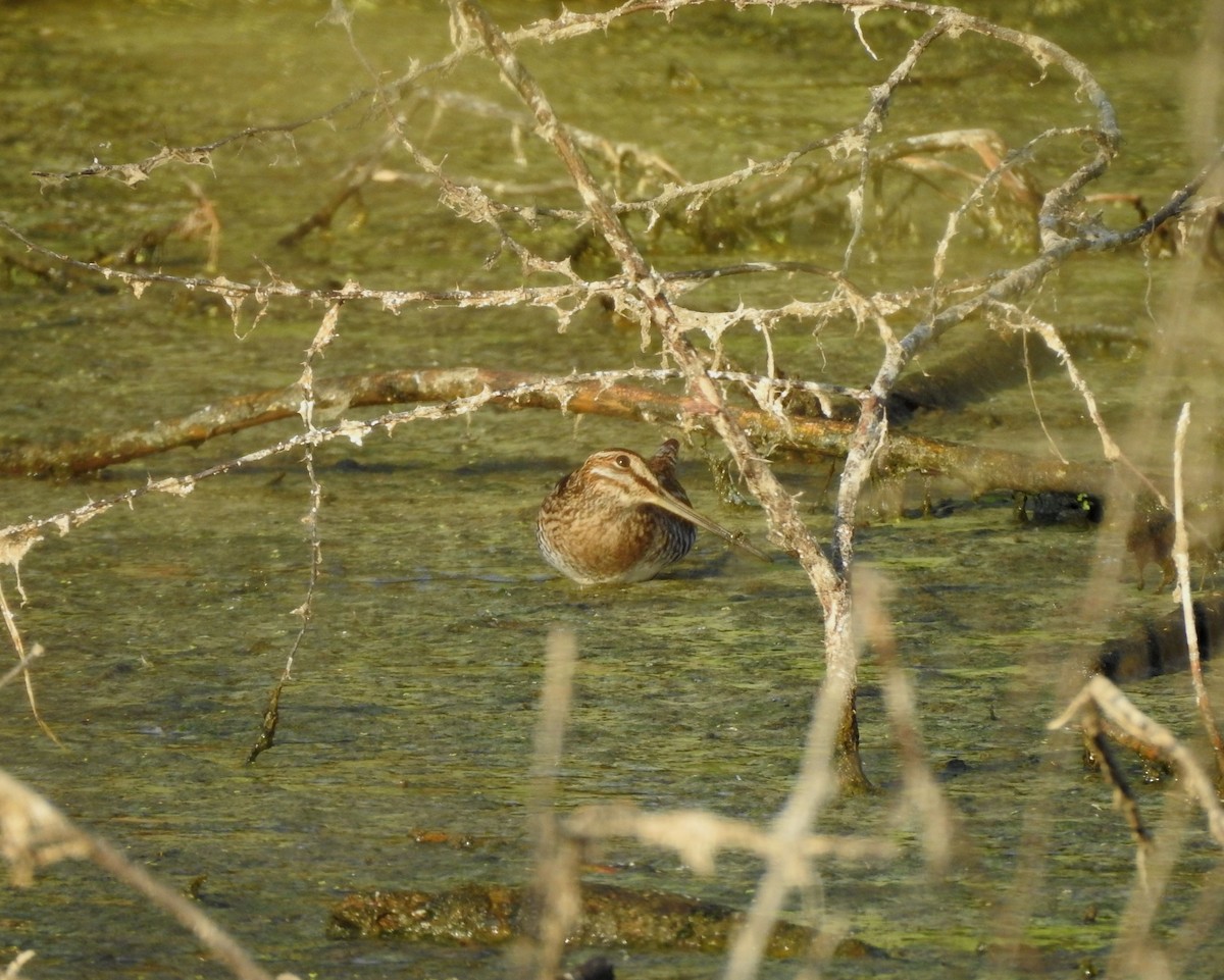 Wilson's Snipe - ML646813578
