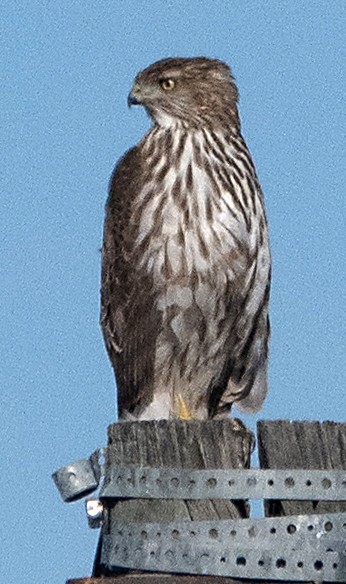 Cooper's Hawk - ML646813581