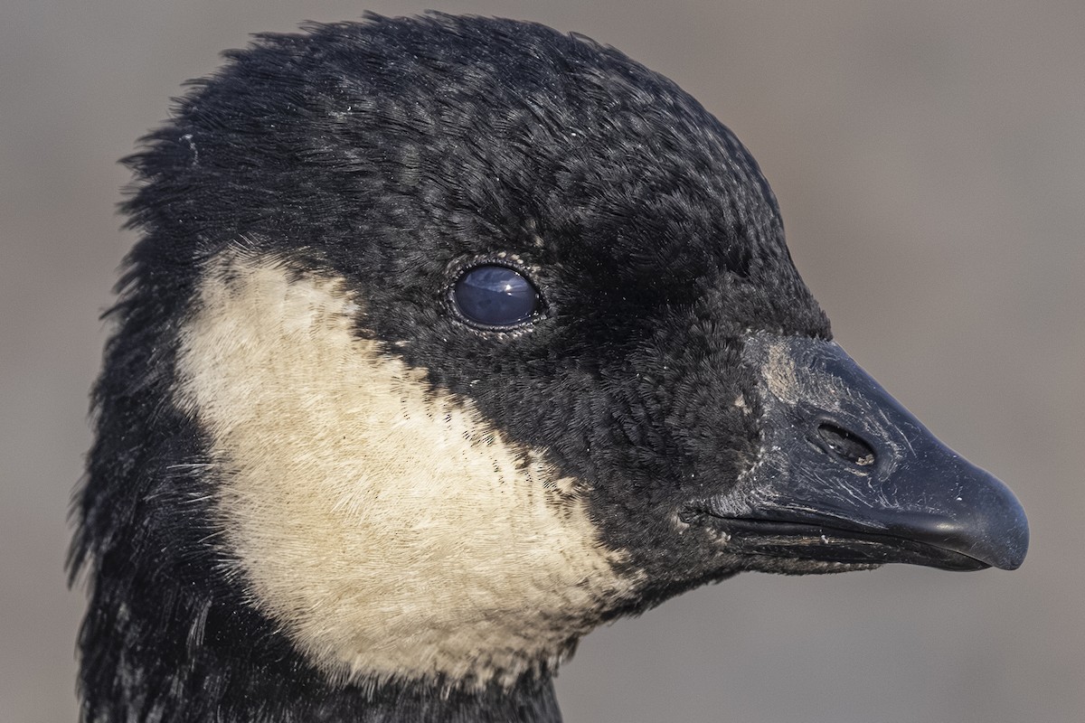 Oca canadese minore - ML646813582