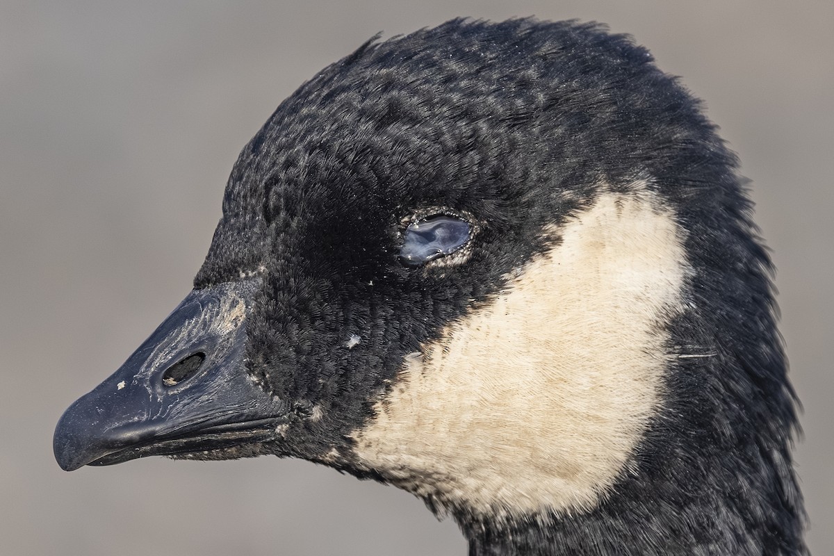 Oca canadese minore - ML646813584