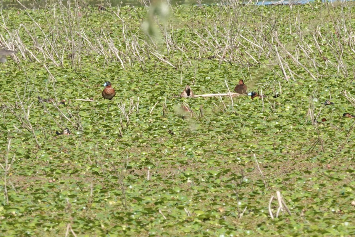 Савка маскова - ML646813585