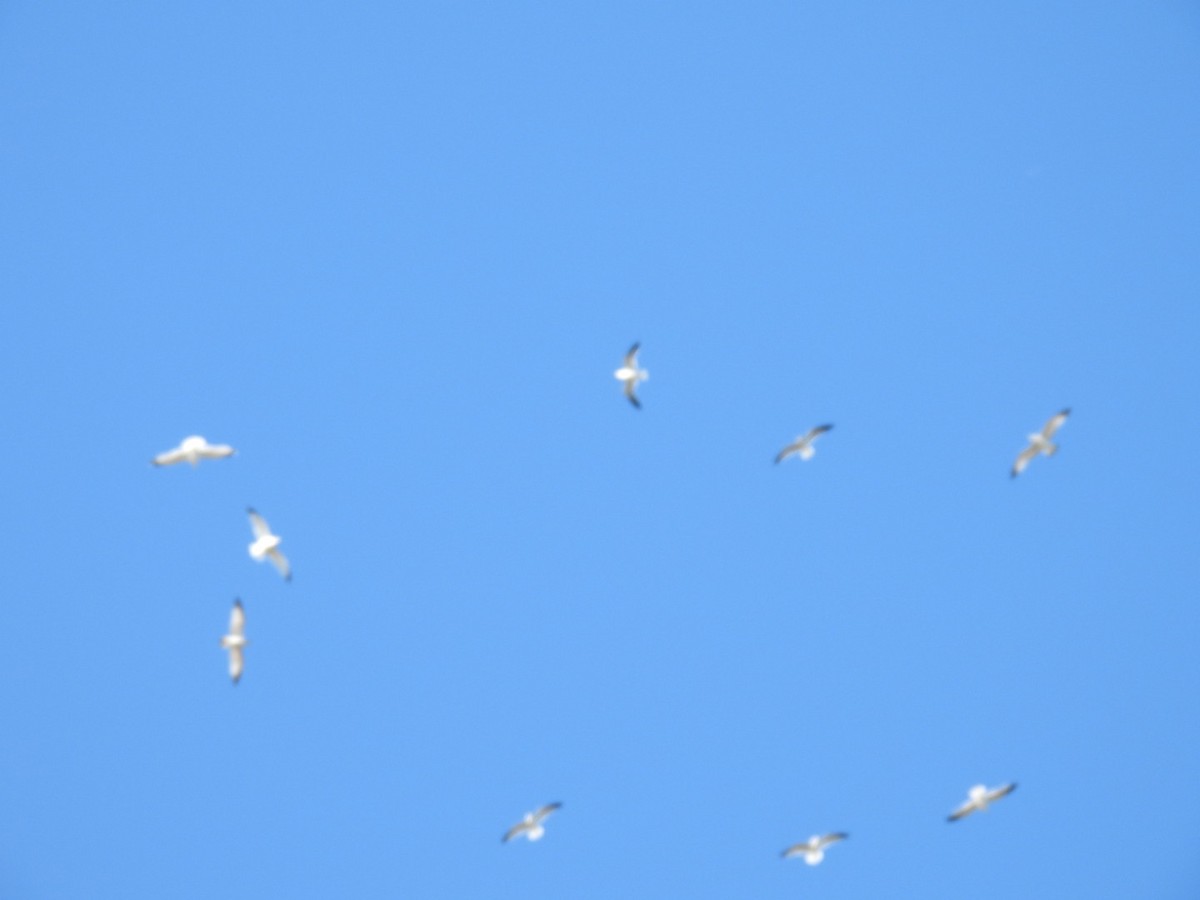 ワライカモメ - ML646813588