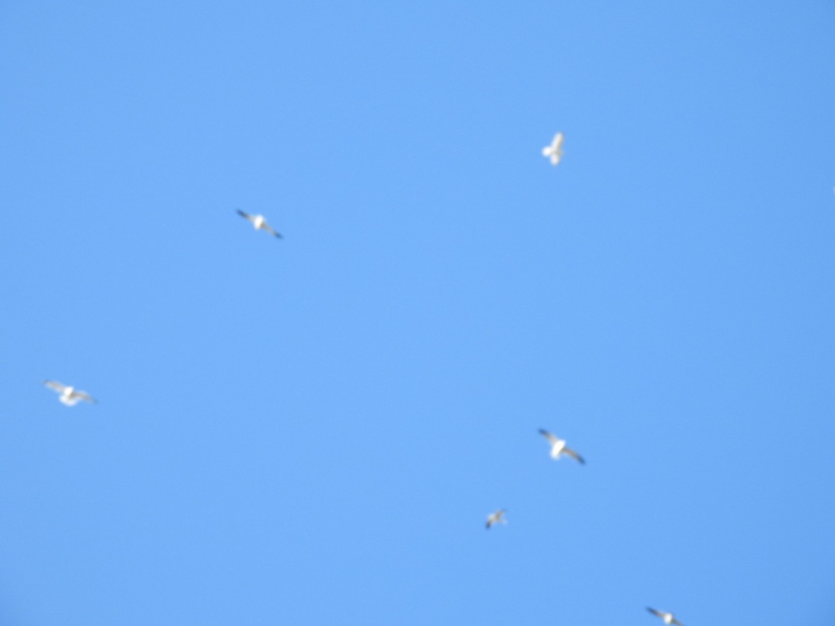 ワライカモメ - ML646813589