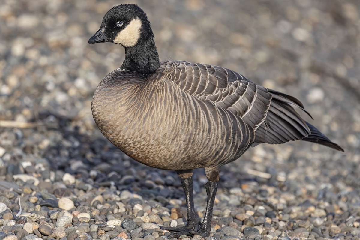 Oca canadese minore - ML646813590