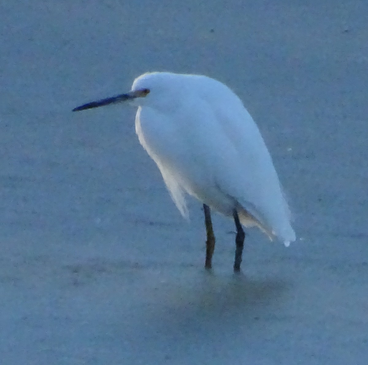 Snowy Egret - ML646813591