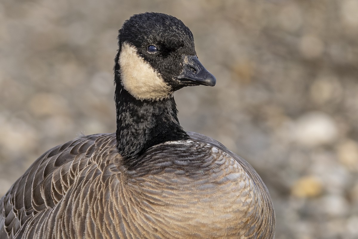 Oca canadese minore - ML646813592