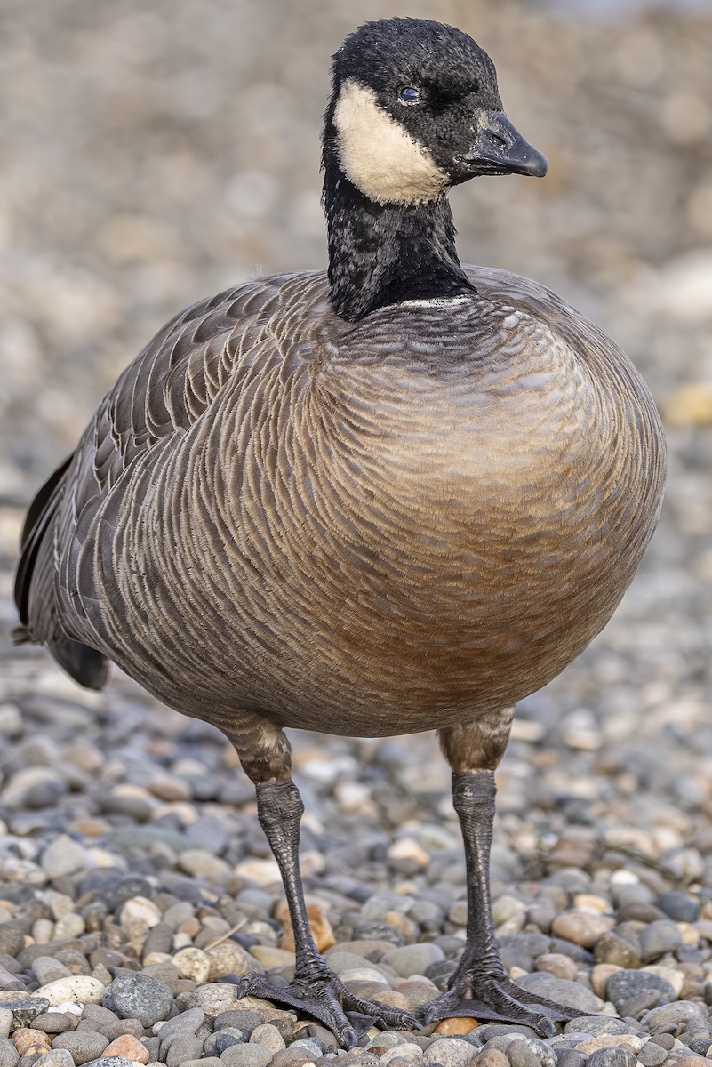 Oca canadese minore - ML646813593