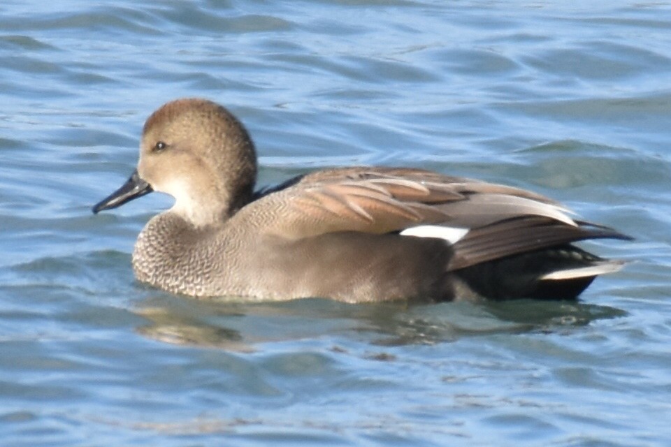 Boz Ördek - ML646813601