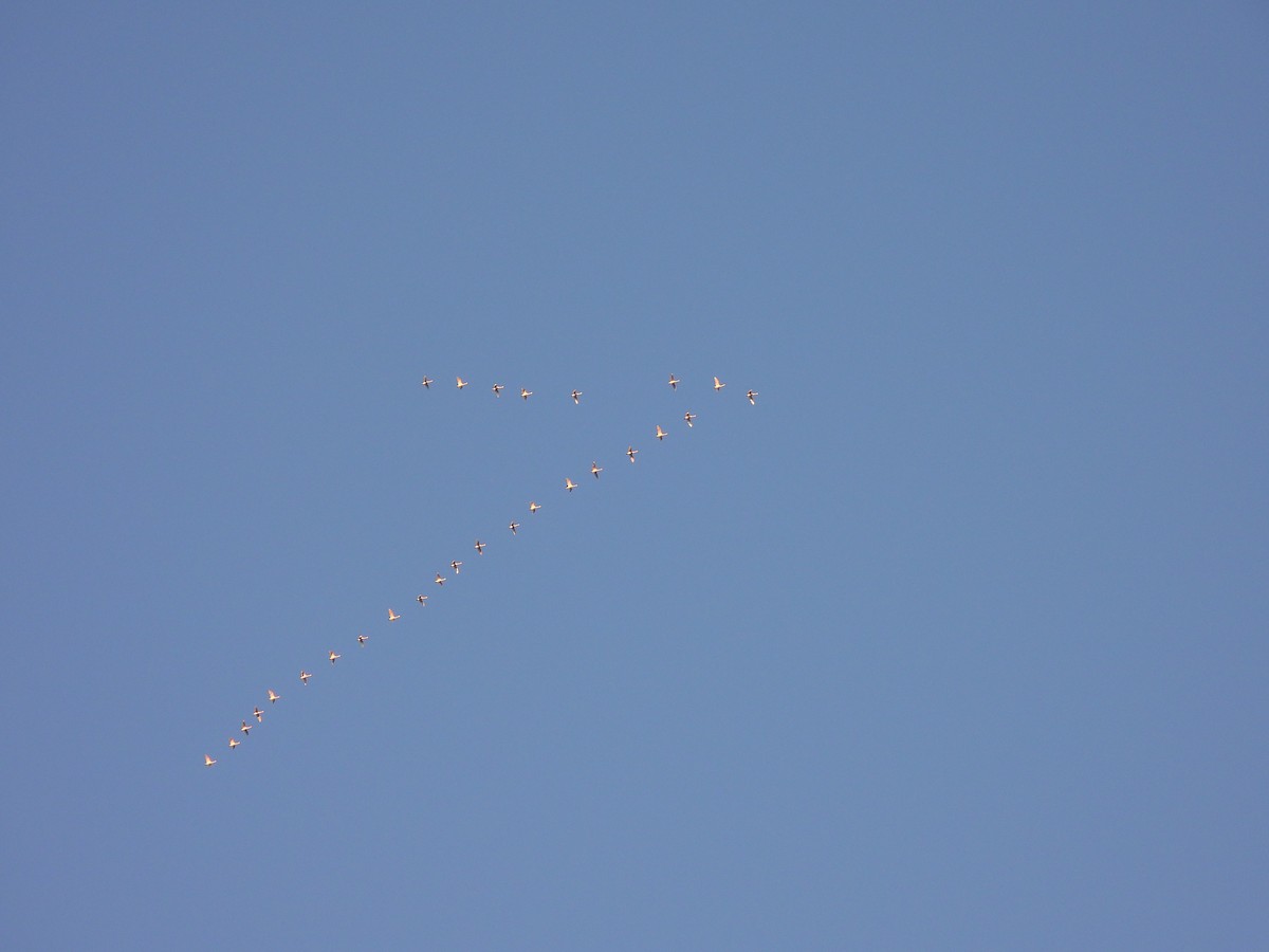 Tundra Swan - ML646813602