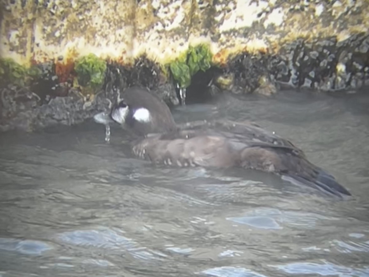 Palyaço Ördeği - ML646813603