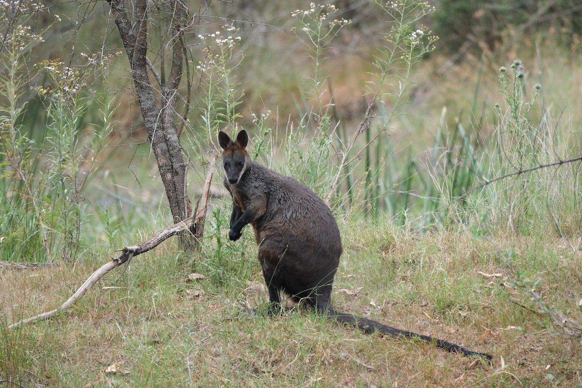 Swamp Wallaby - ML646813605