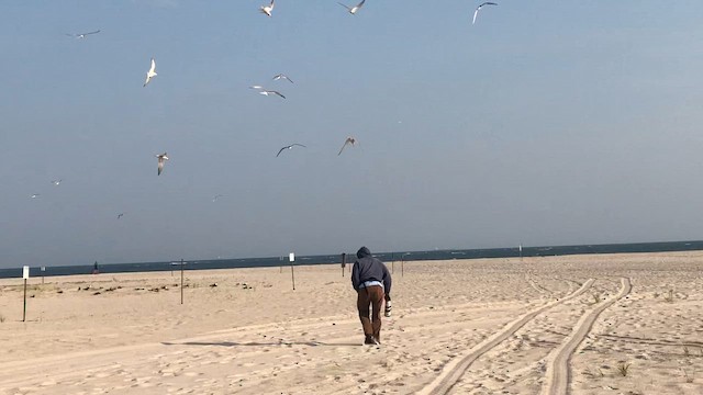 Common Tern - ML646813606