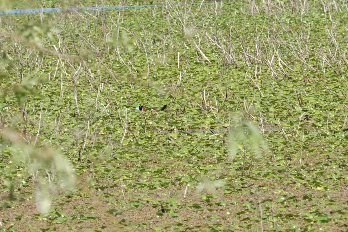 Савка маскова - ML646813607