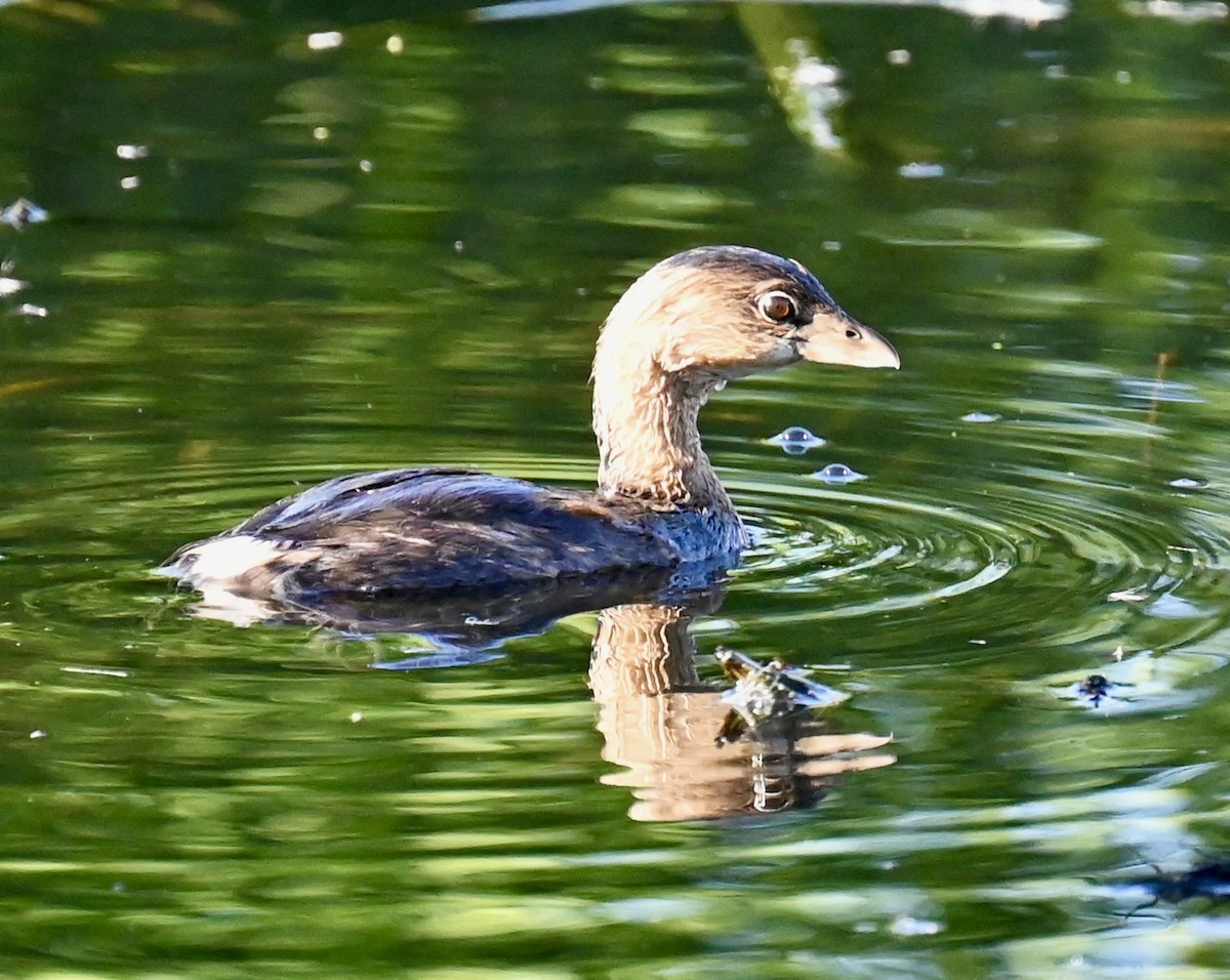 Pied-billed Grebe - ML646813608