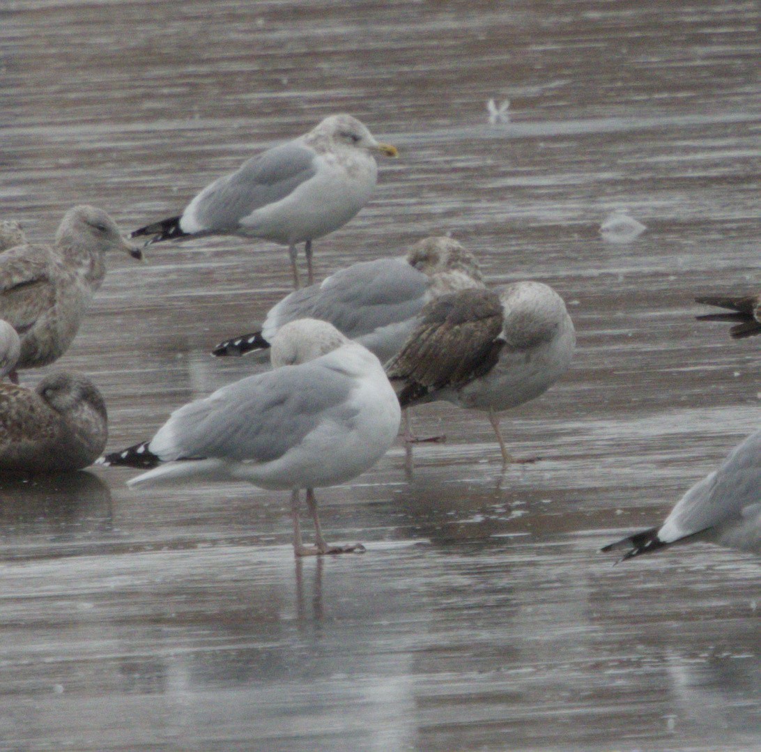 Lesser Black-backed Gull - ML646813609