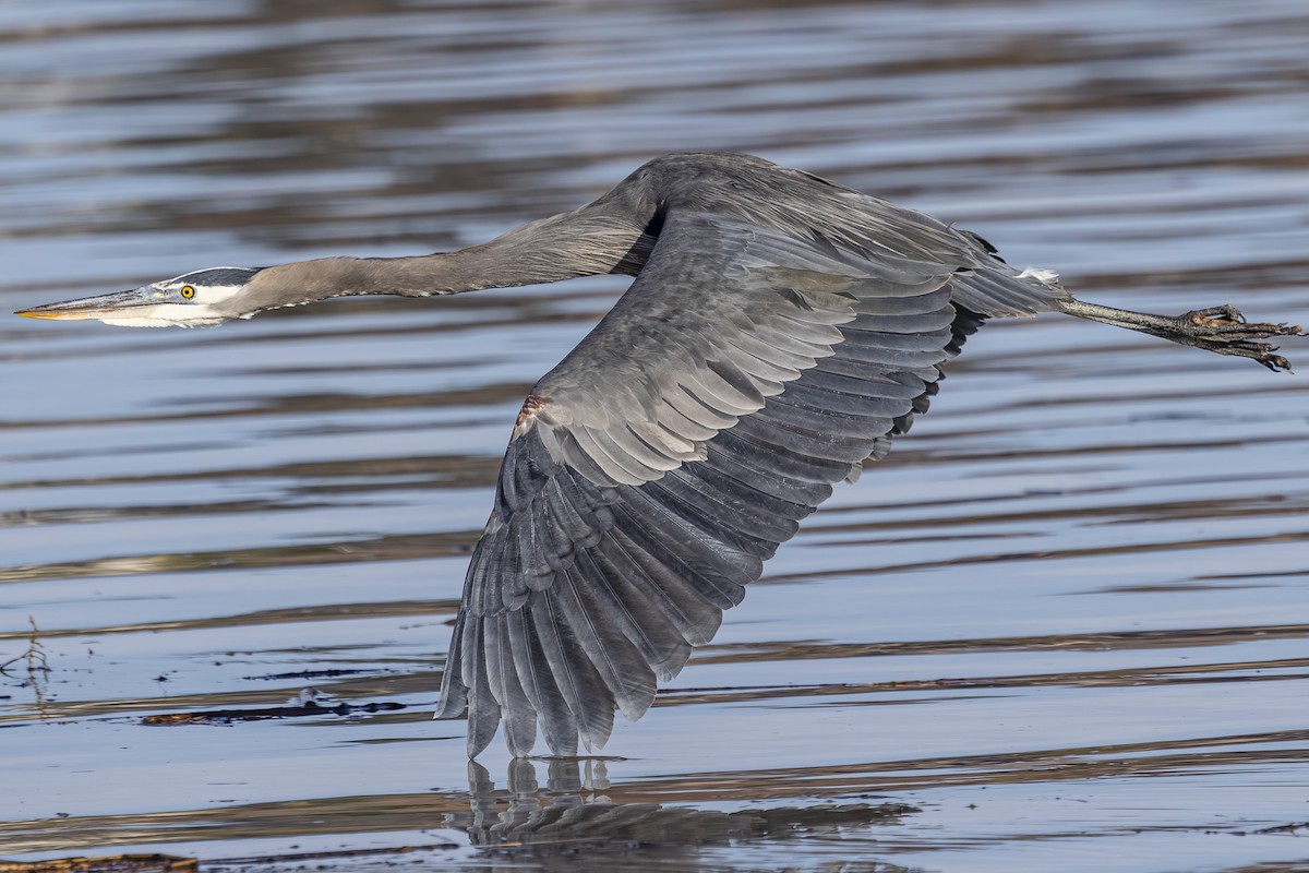 Great Blue Heron - ML646813610