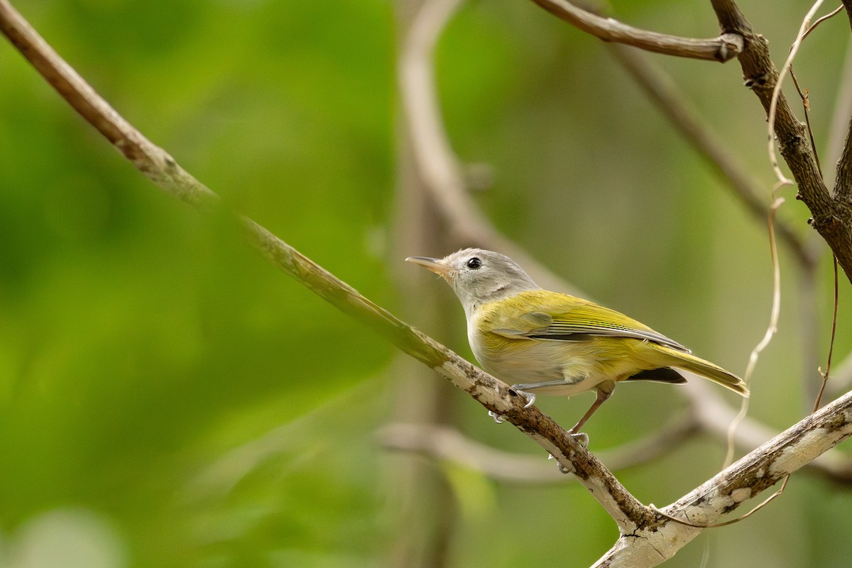 メジロヒメモズモドキ - ML646813612