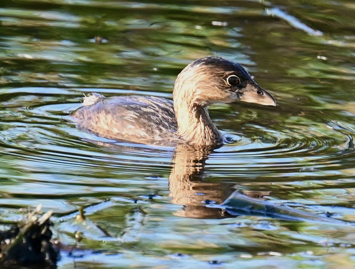 Pied-billed Grebe - ML646813623