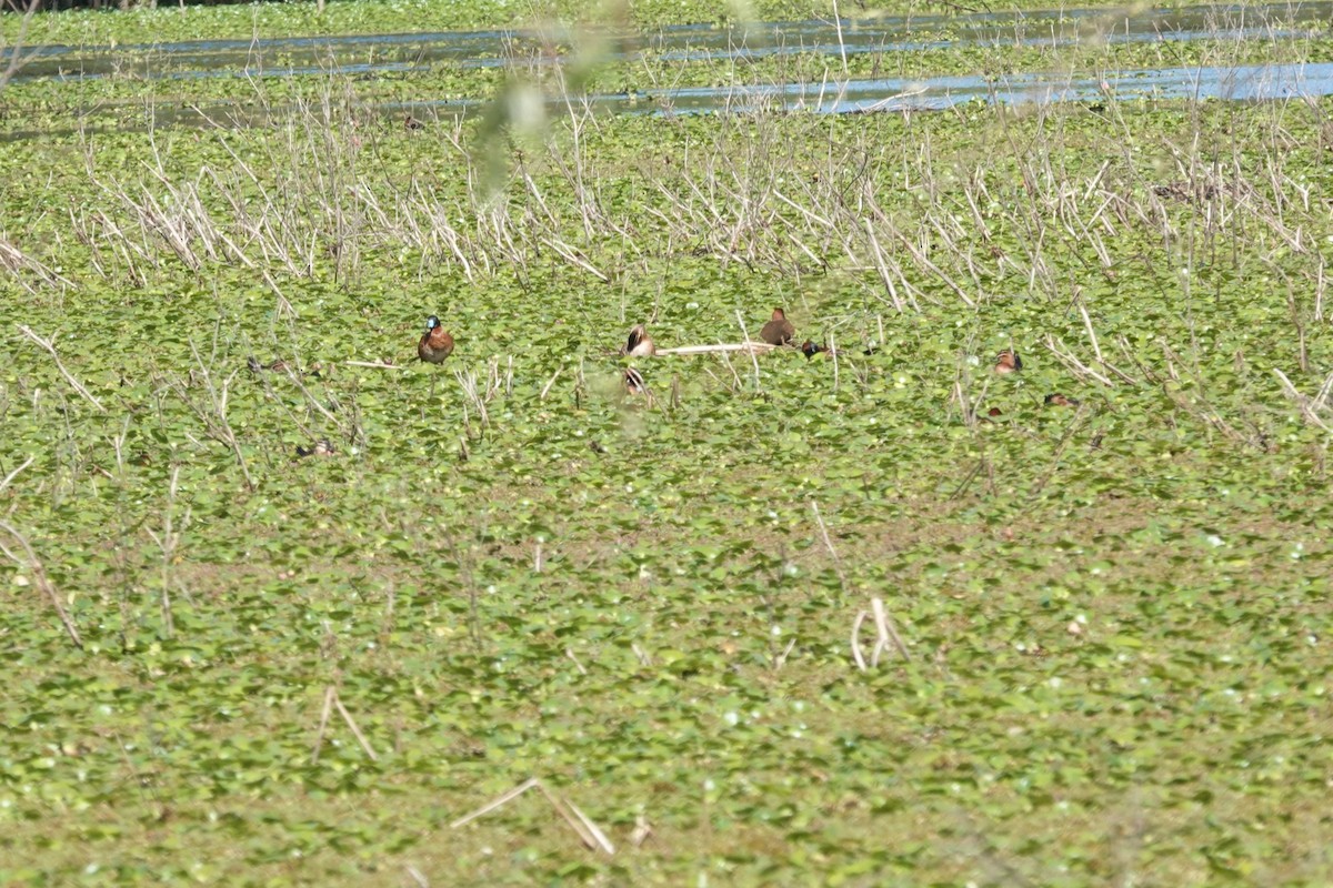 Савка маскова - ML646813624