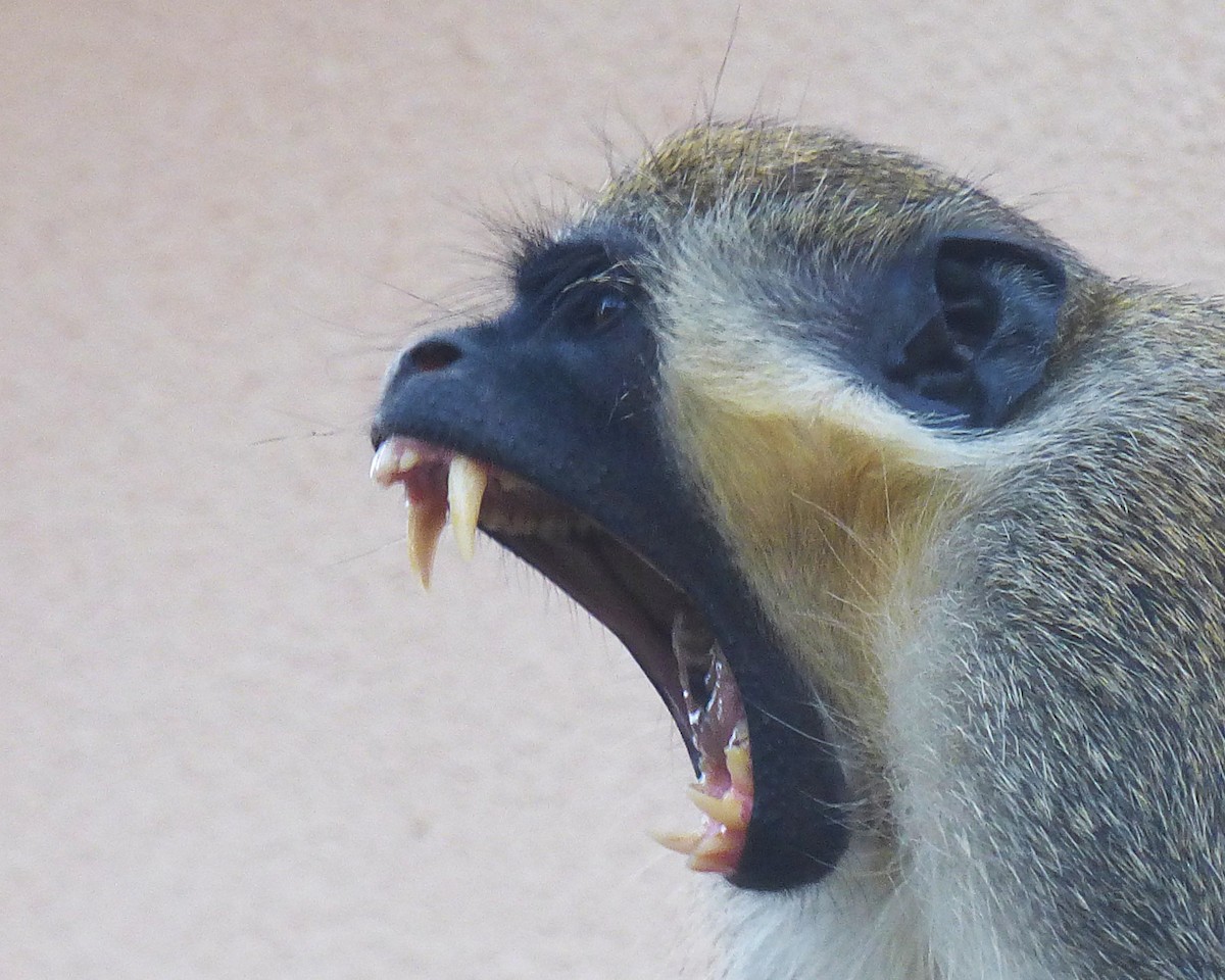 Mammals - ML646813625