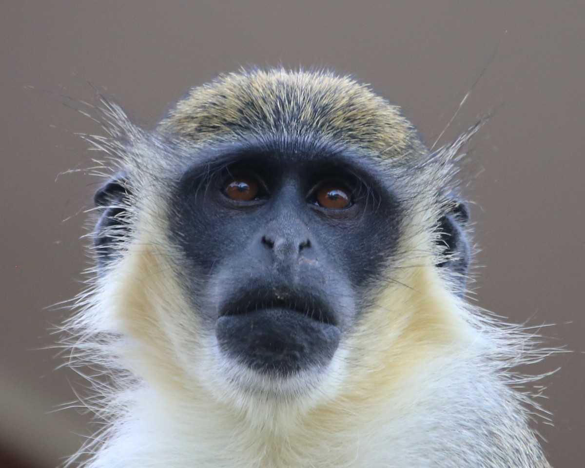 Mammals - ML646813626