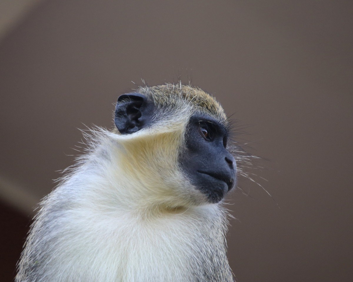 Mammals - ML646813627