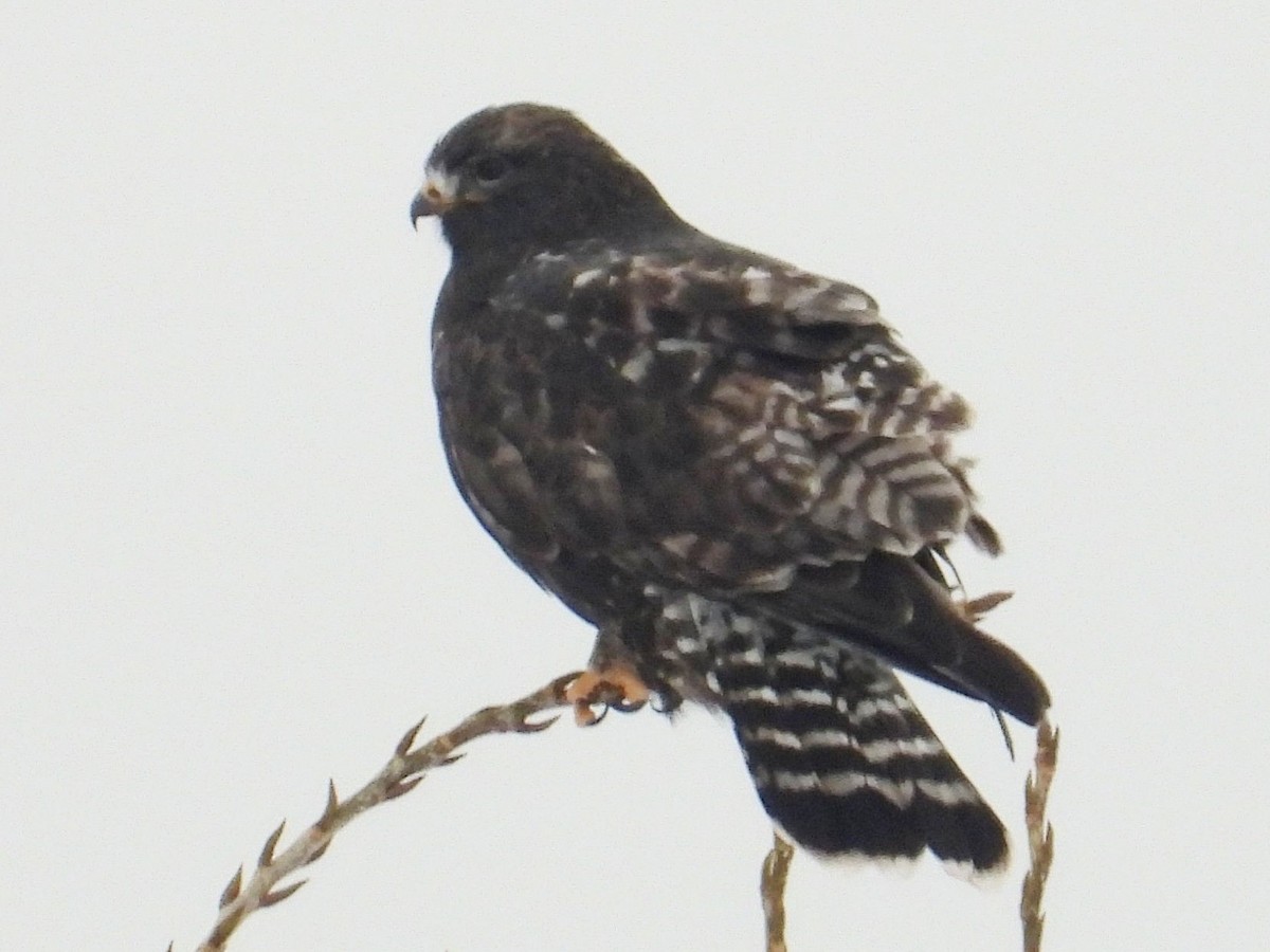 עקב מכנסיים - ML646813628