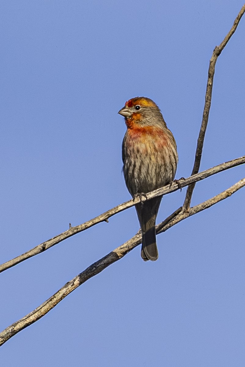 House Finch - ML646813630