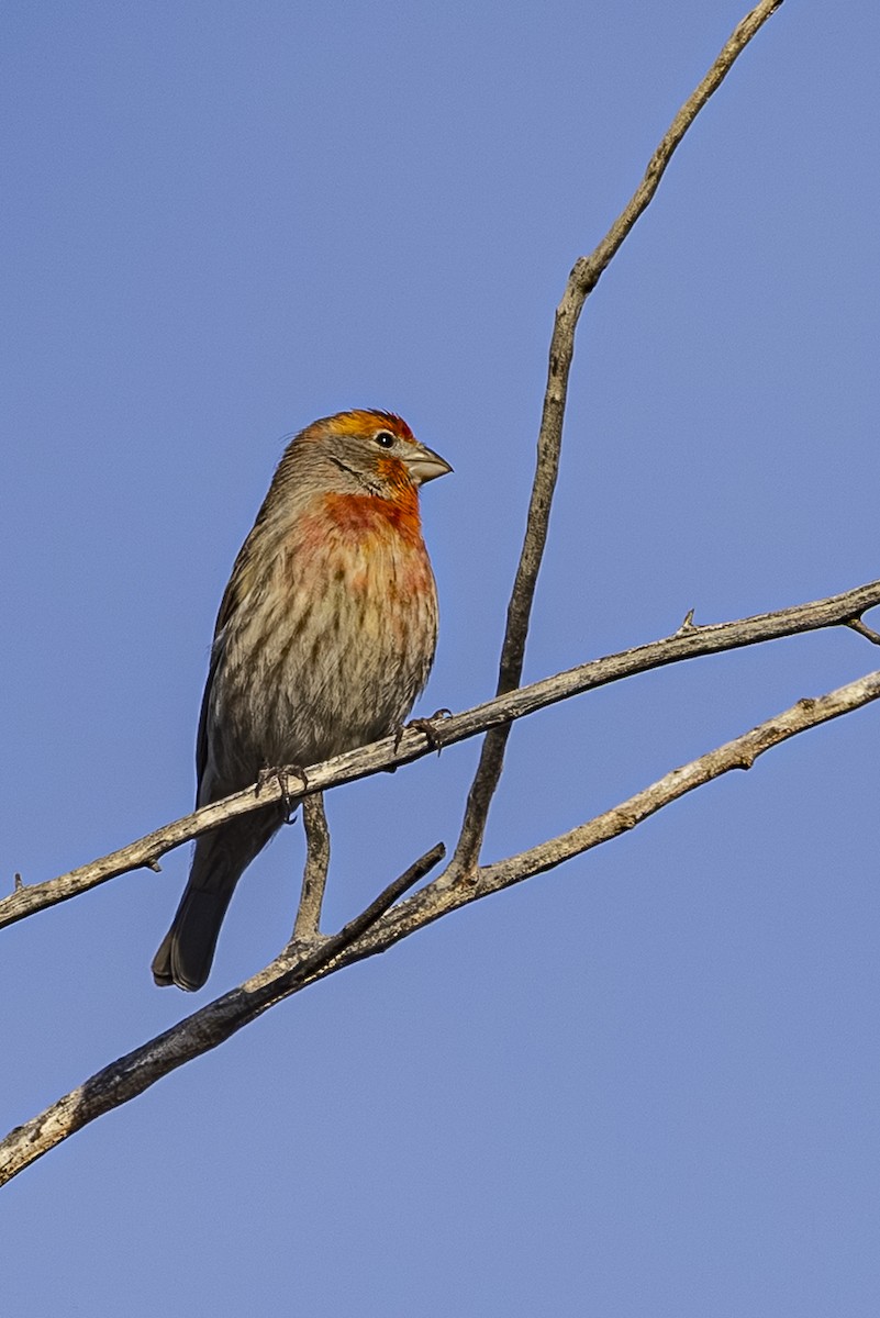 House Finch - ML646813631