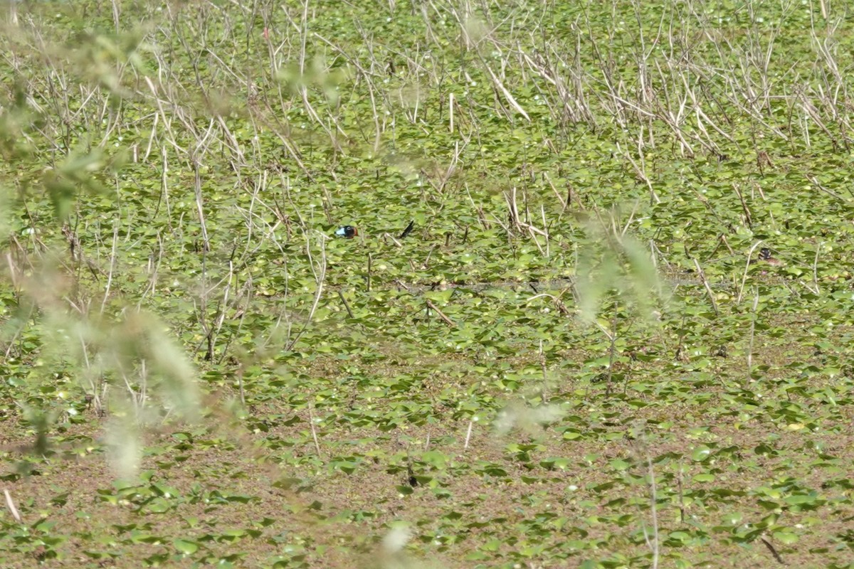 Савка маскова - ML646813632