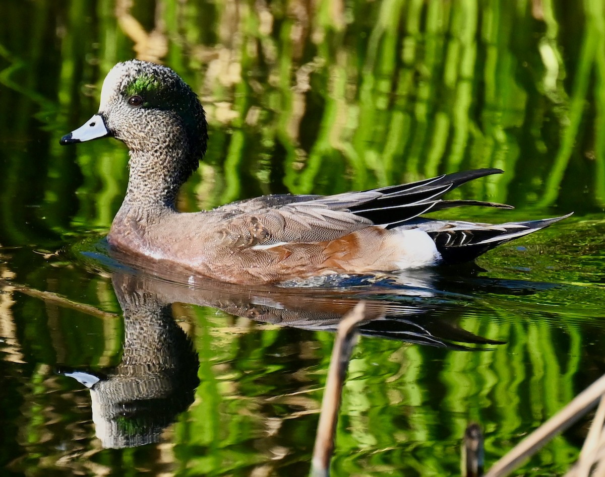 American Wigeon - ML646813633