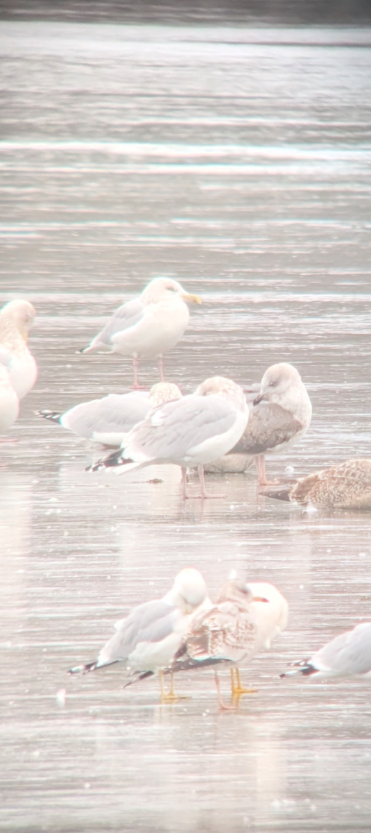 Lesser Black-backed Gull - ML646813634