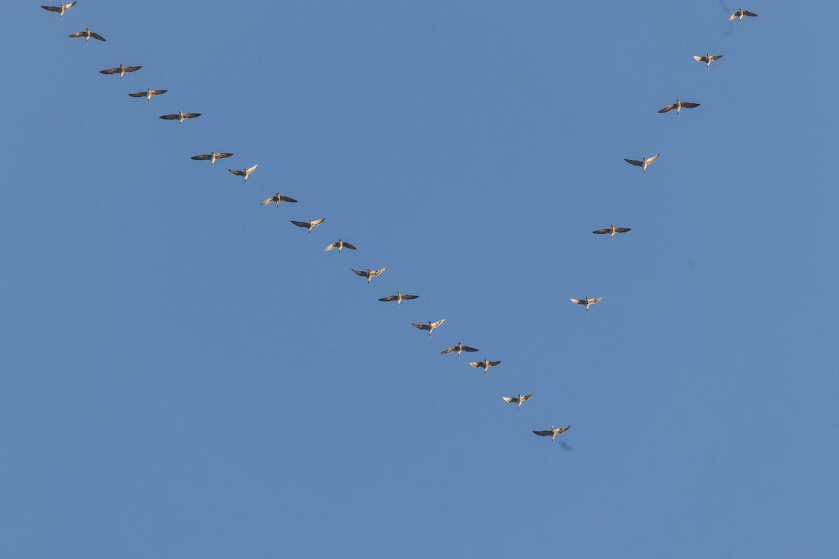 白額雁 - ML646813635