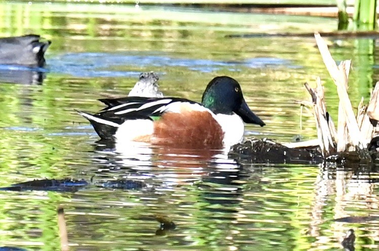 Northern Shoveler - ML646813636