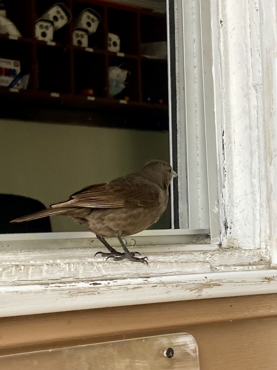 Shiny Cowbird - ML646813637